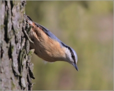 <p>BRHLÍK LESNÍ (Sitta europaea) /Eurasian nuthatch - Kleiber/</p>